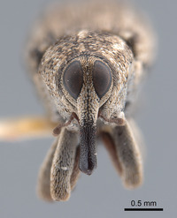 Cylindrocopturus hemizoniae image