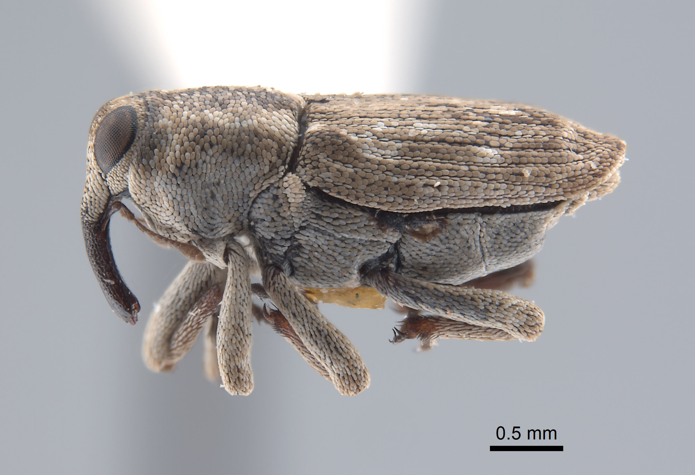Curculionidae image