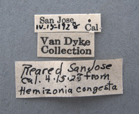 Cylindrocopturus hemizoniae image