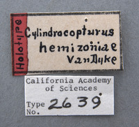 Cylindrocopturus hemizoniae image