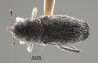 Cylindrocopturus unicolor image