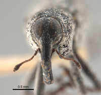 Cylindrocopturus unicolor image