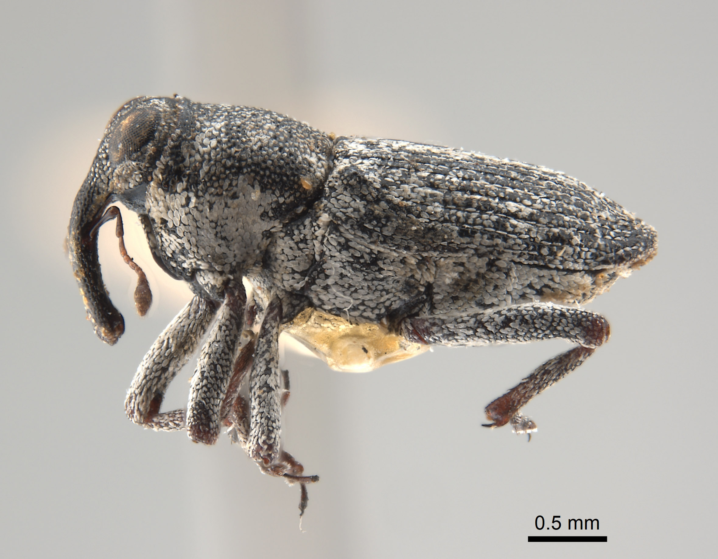 Cylindrocopturus unicolor image