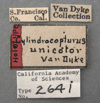 Cylindrocopturus unicolor image