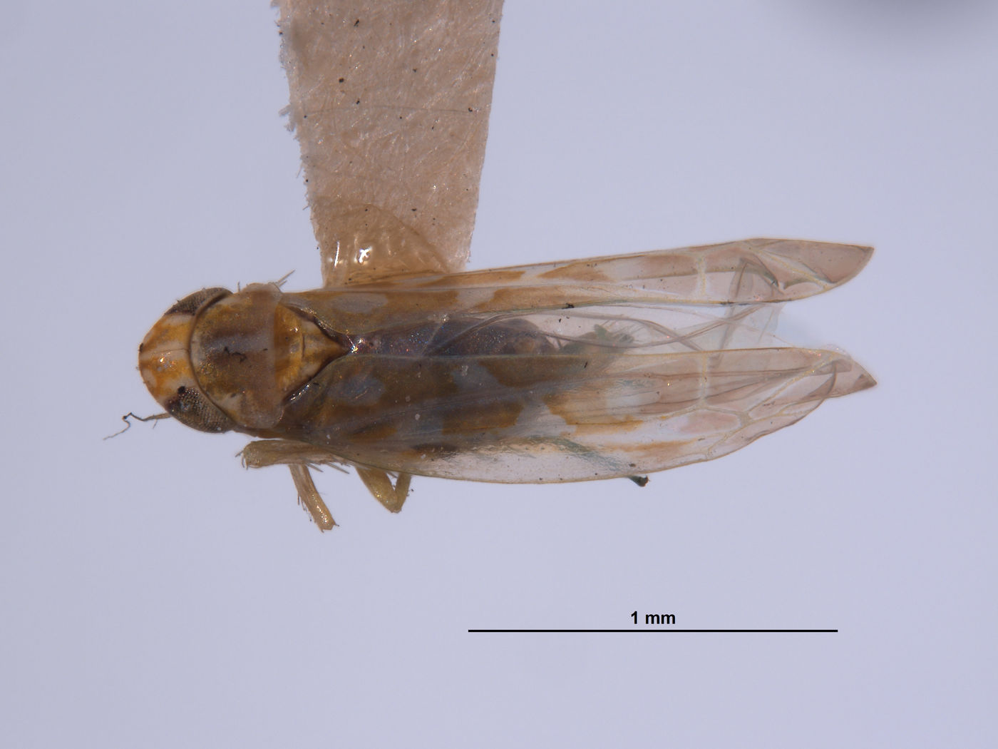 Empoasca denaria image