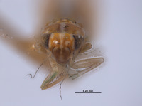 Empoasca denaria image