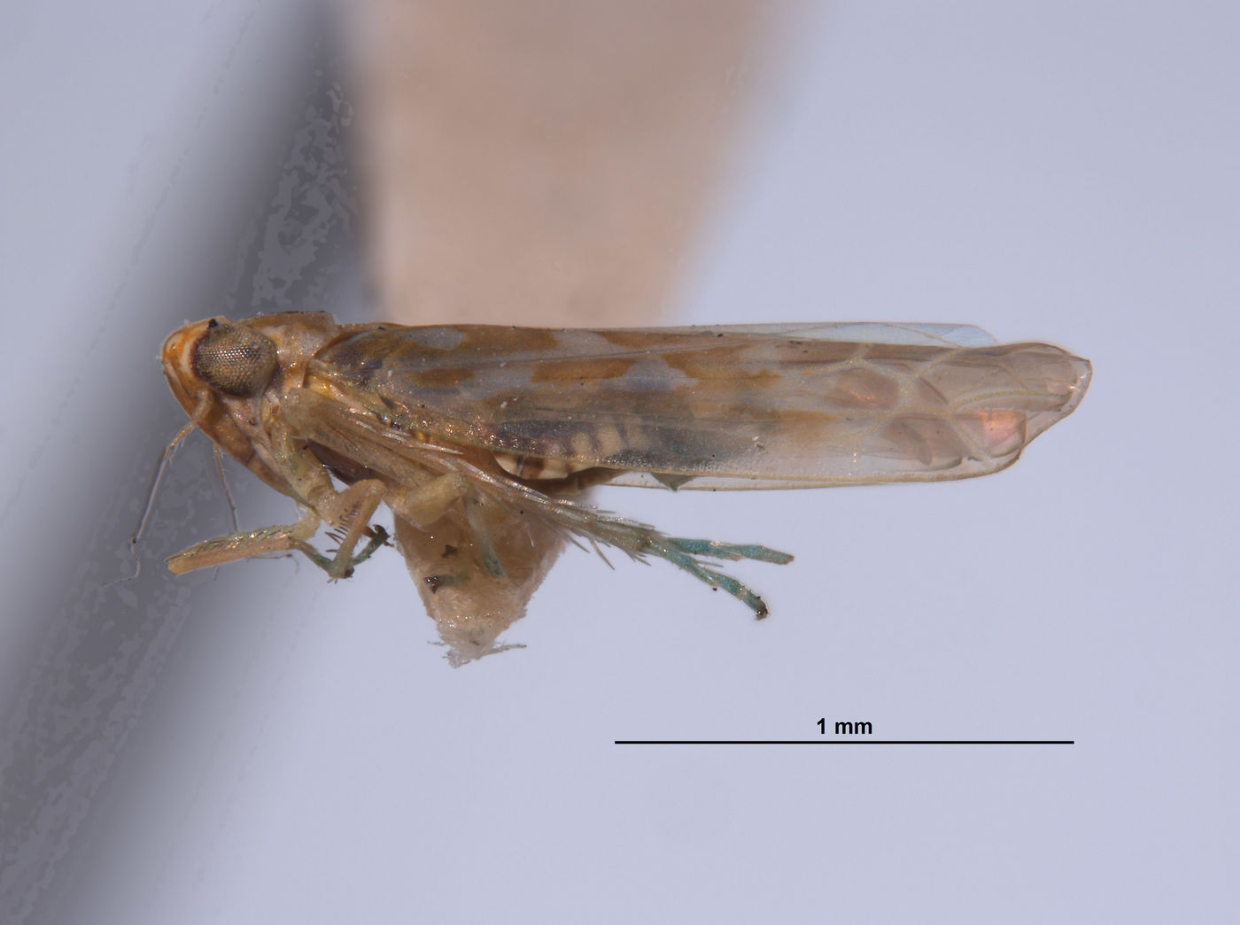 Empoasca denaria image