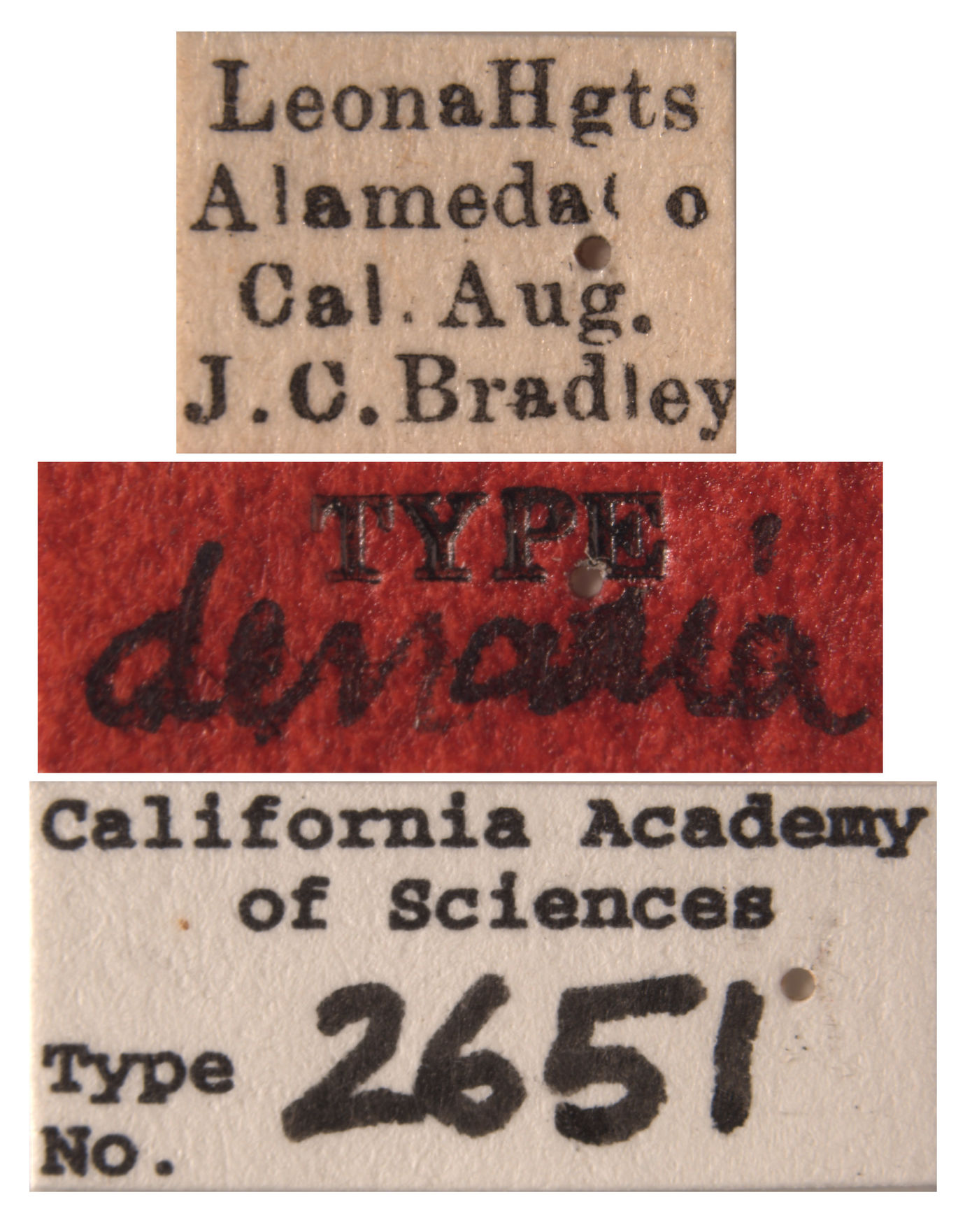 Empoasca denaria image