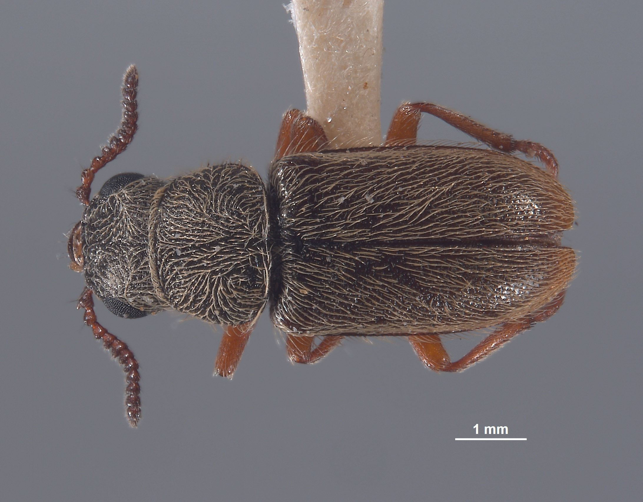 Pristoscelis vandykei image