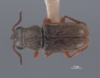 Pristoscelis vandykei image