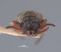 Pristoscelis vandykei image