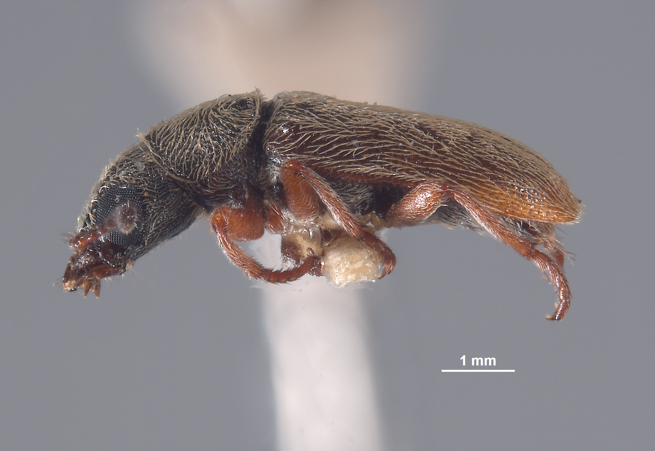 Pristoscelis vandykei image
