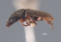 Image of Pristoscelis vandykei