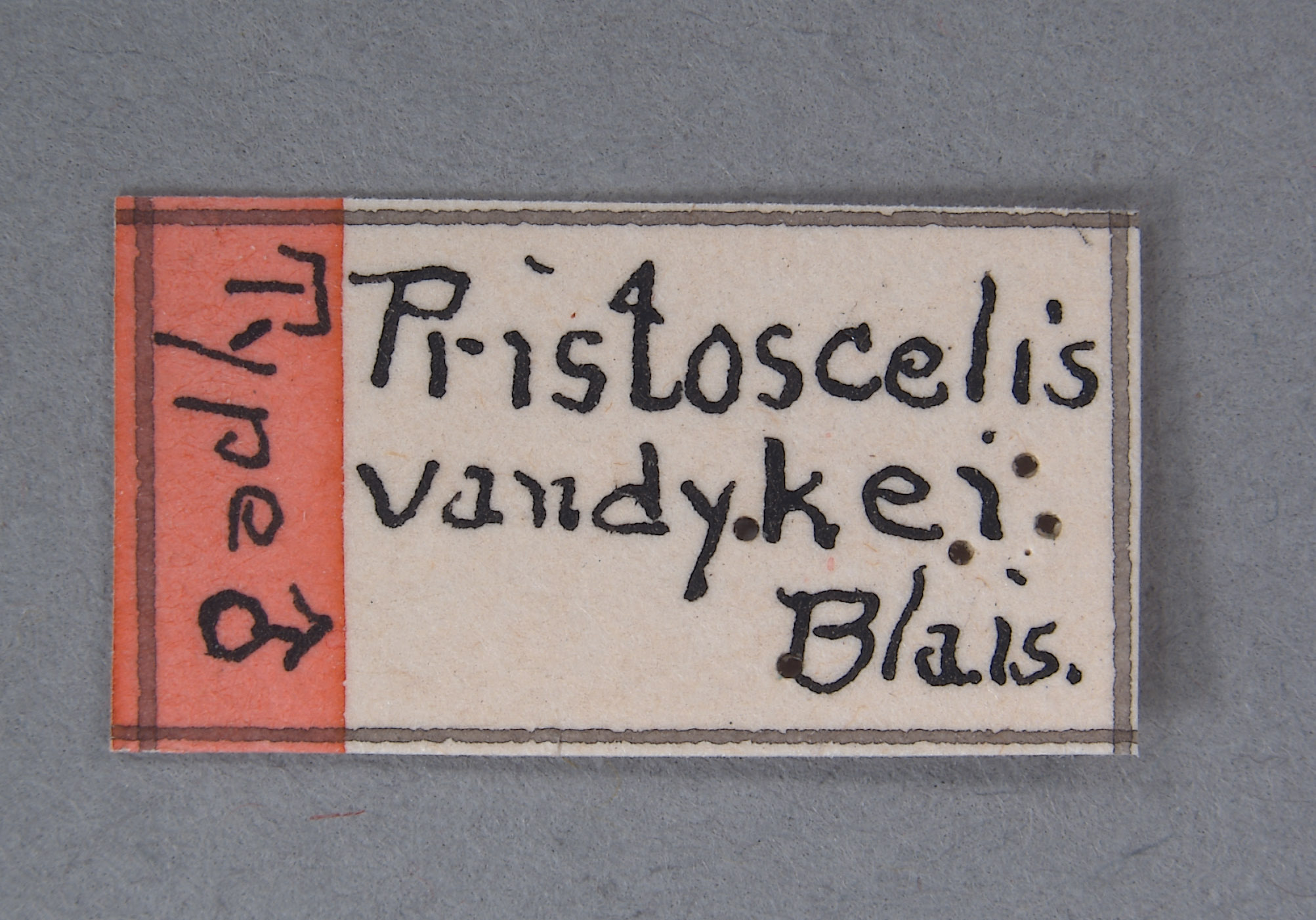 Pristoscelis vandykei image