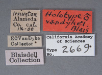 Pristoscelis vandykei image