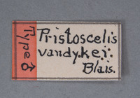 Pristoscelis vandykei image