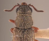 Pristoscelis vandykei image