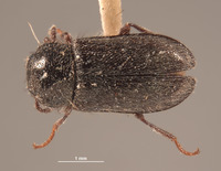 Eudasytes desertus image