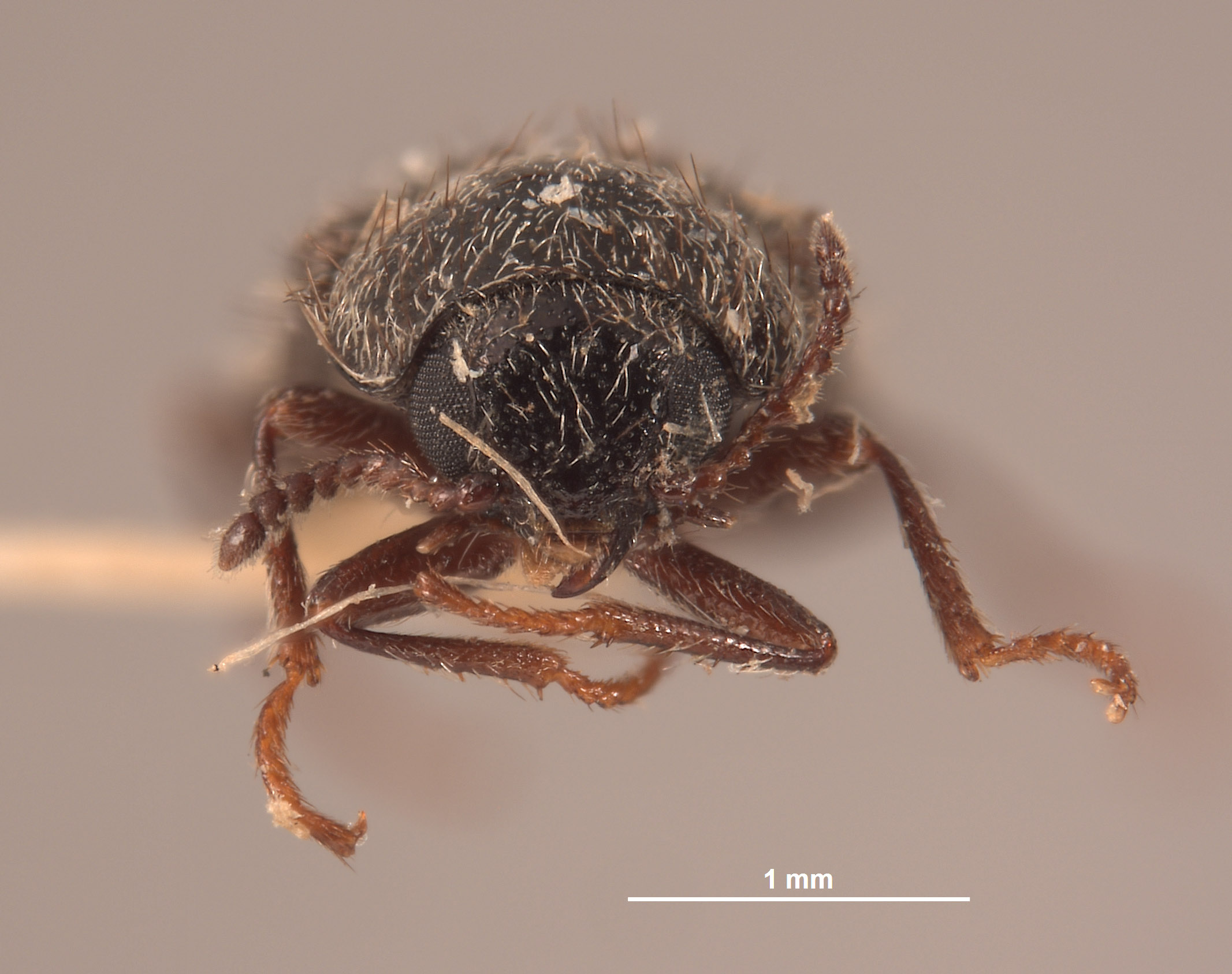 Eudasytes desertus image