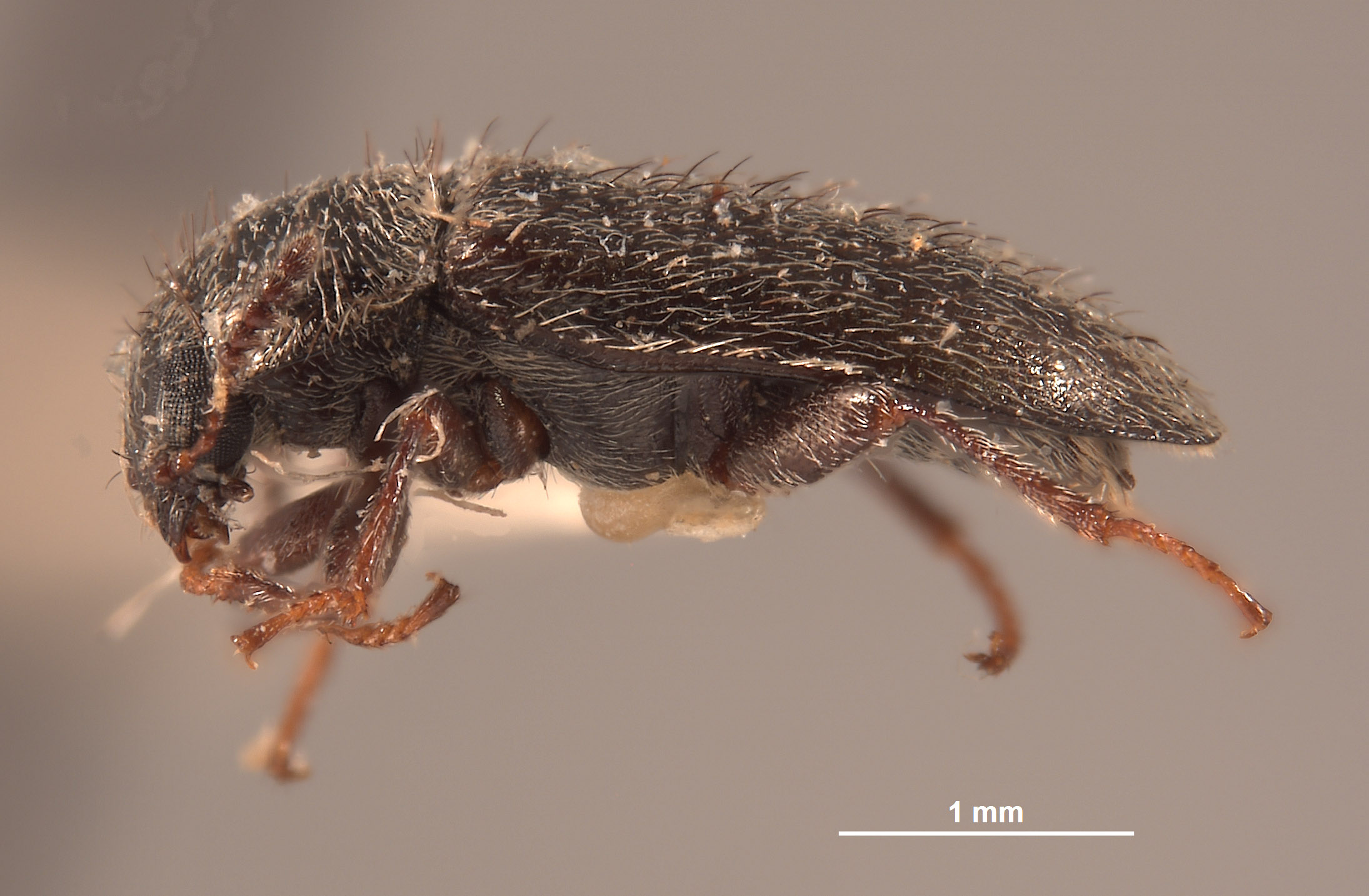 Eudasytes desertus image