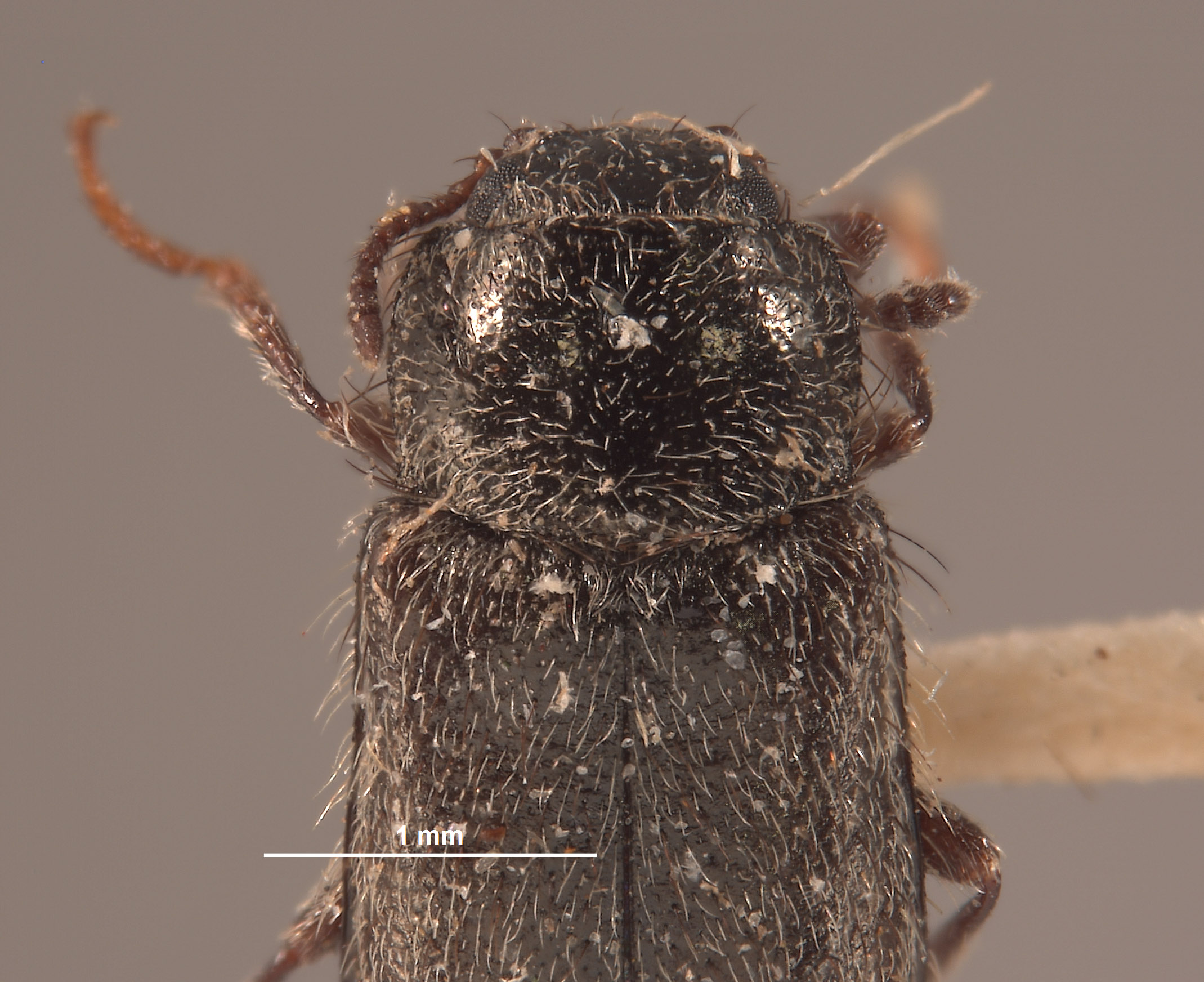 Eudasytes desertus image