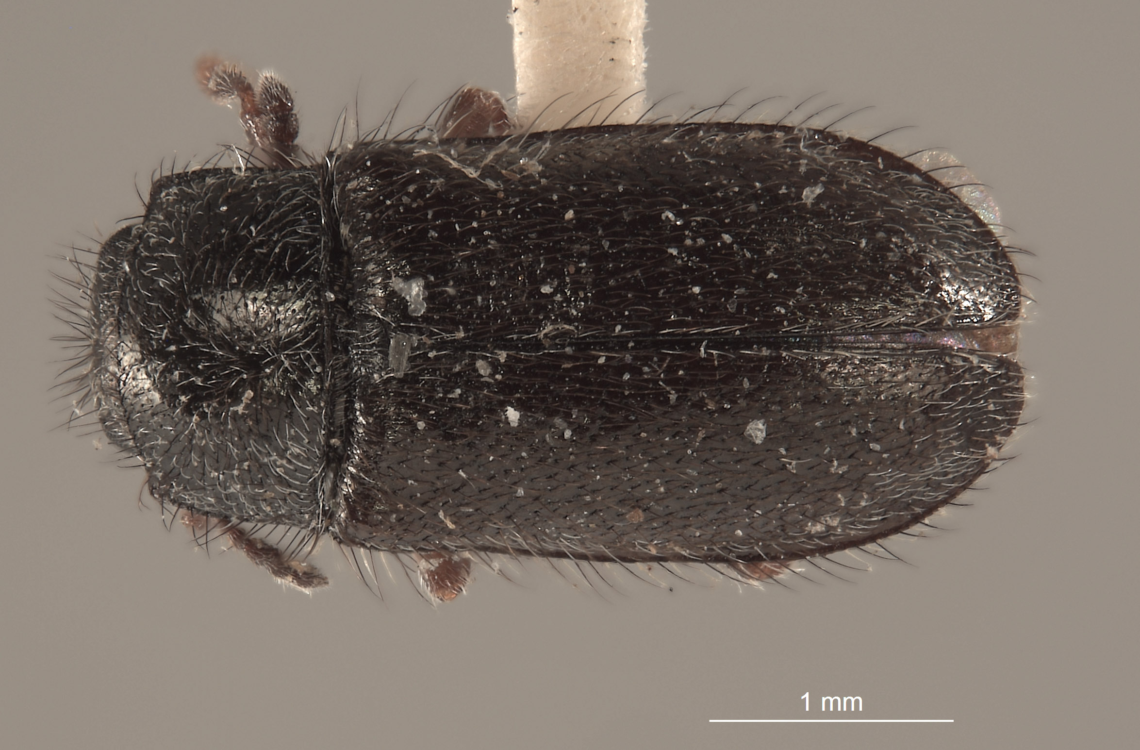 Eudasytes hirsutus image