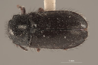 Eudasytes hirsutus image