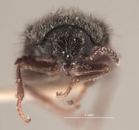 Eudasytes hirsutus image