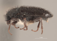 Eudasytes hirsutus image