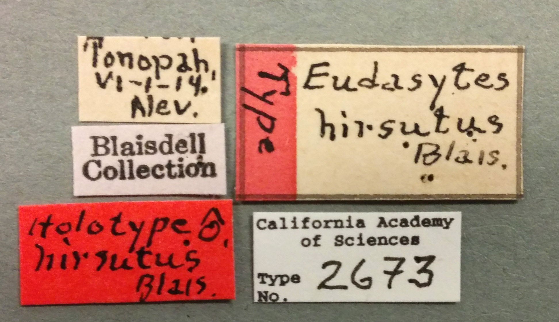 Eudasytes hirsutus image