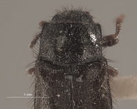 Eudasytes hirsutus image