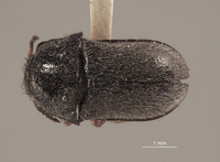 Eudasytes reynoldsi image