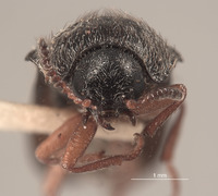 Eudasytes reynoldsi image