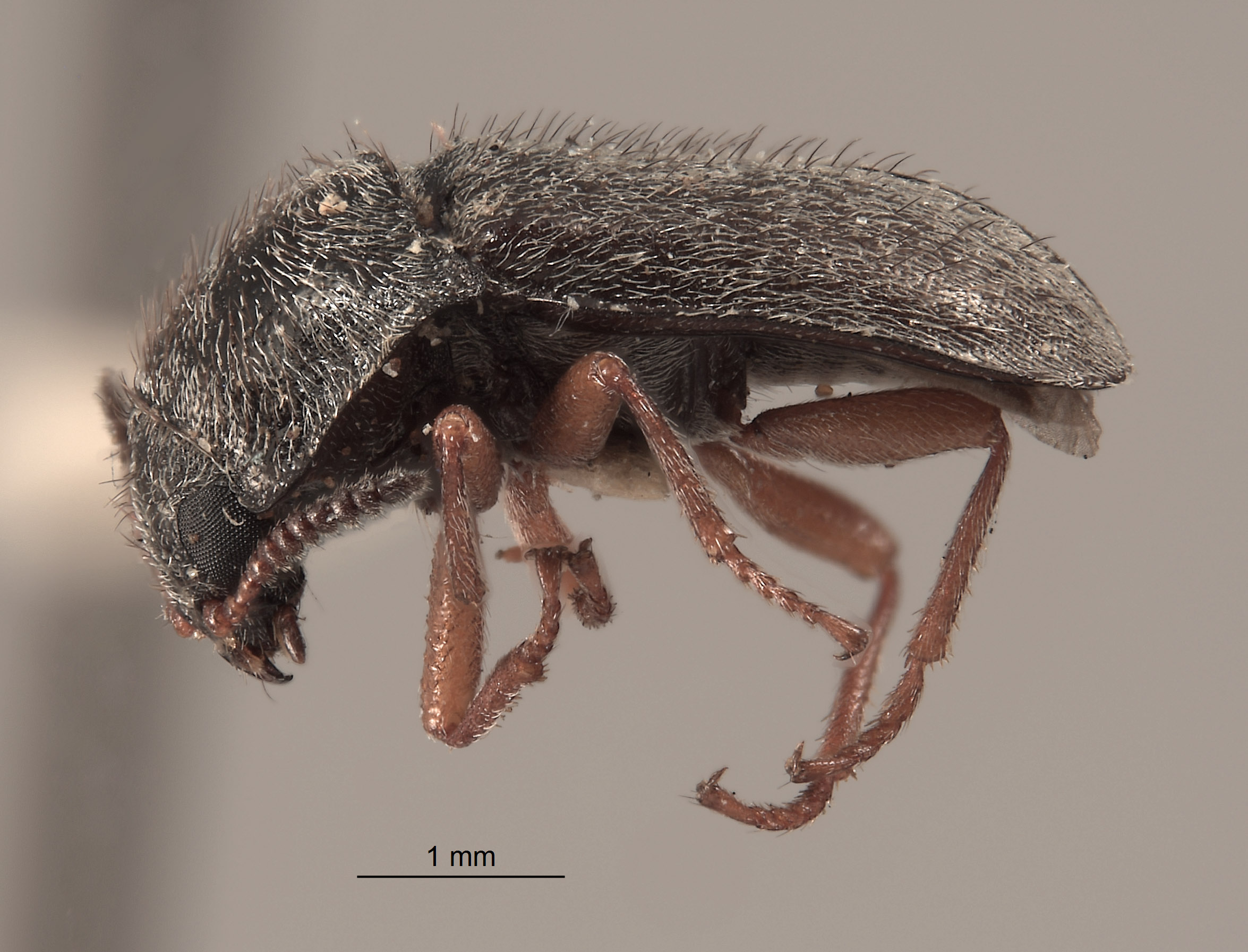 Eudasytes reynoldsi image