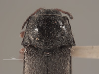 Eudasytes reynoldsi image