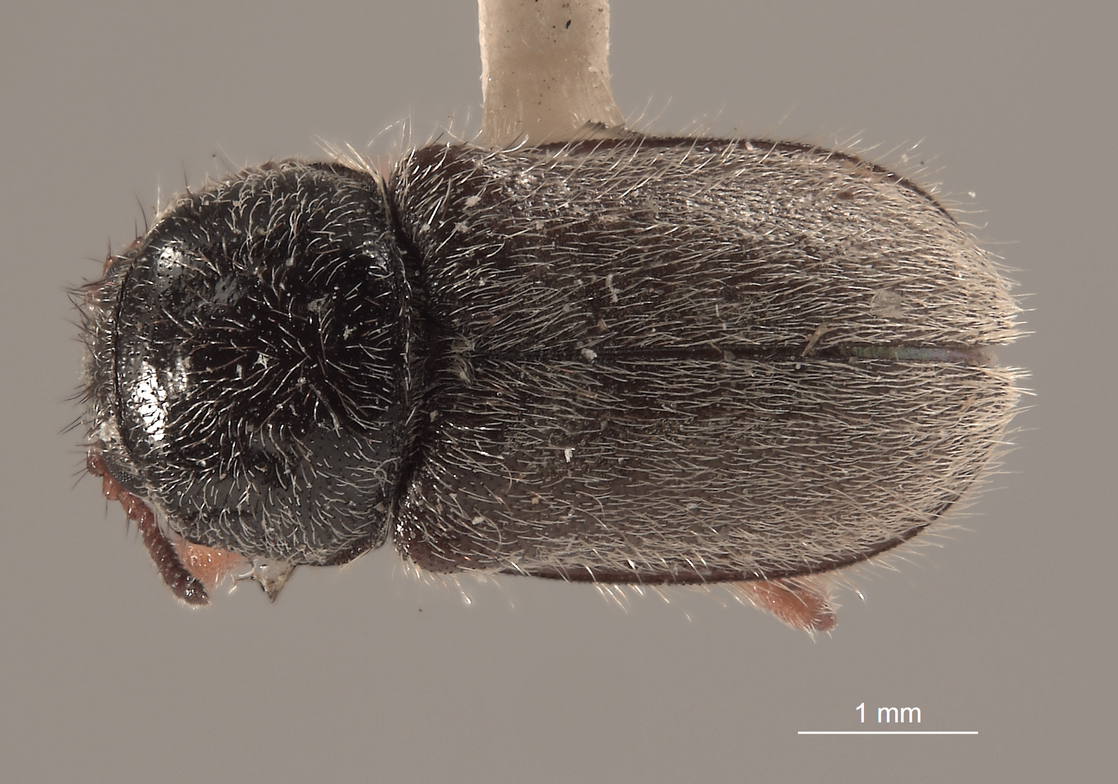 Eudasytes grandicollis image