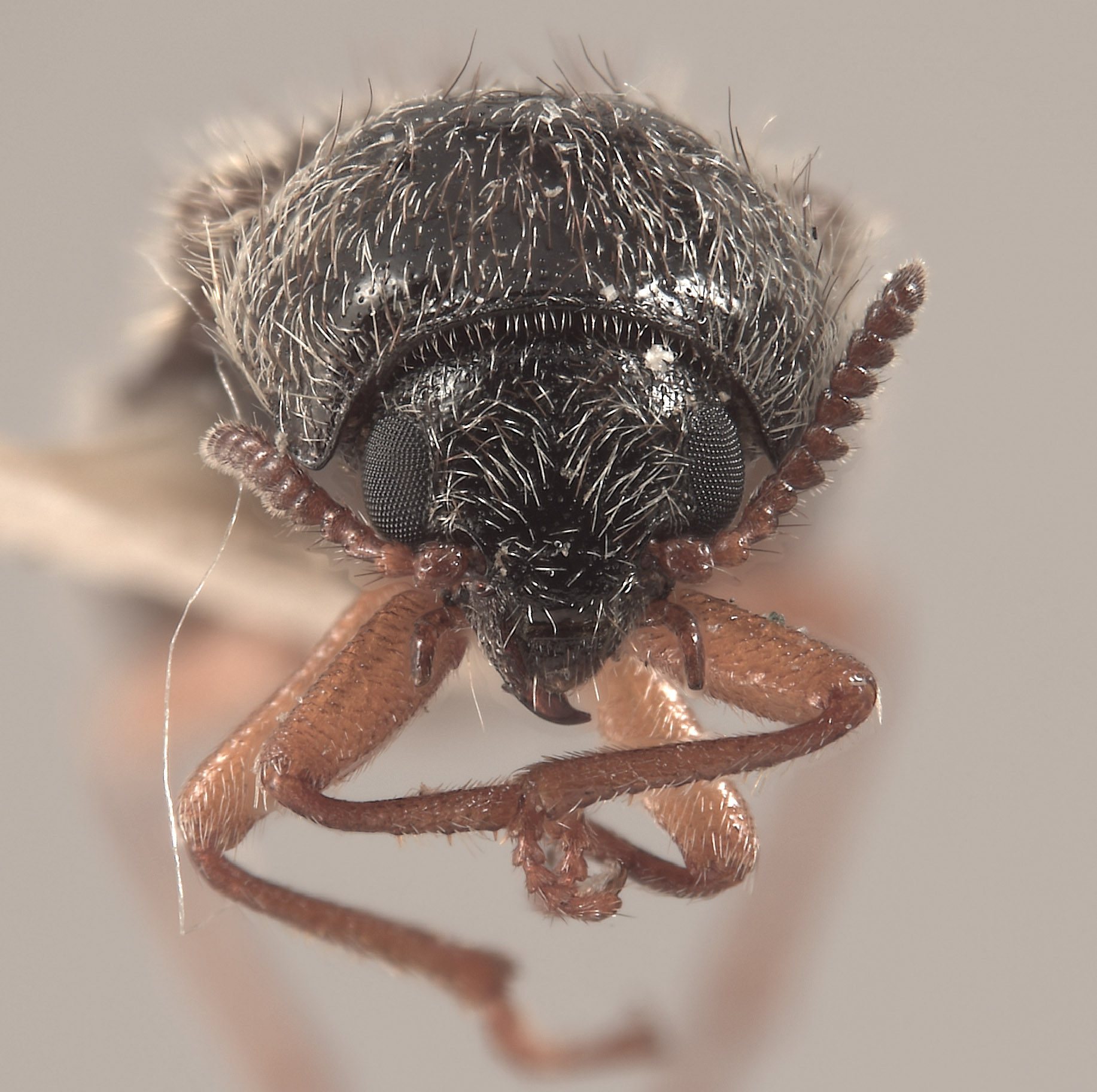 Eudasytes grandicollis image