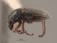 Image of Eudasytes grandicollis