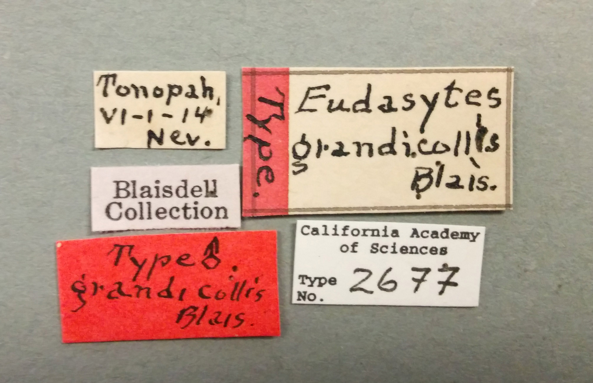 Eudasytes grandicollis image