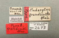 Eudasytes grandicollis image