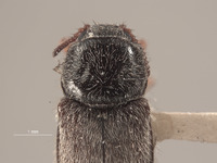 Eudasytes grandicollis image