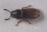 Eutricholistra punctata image
