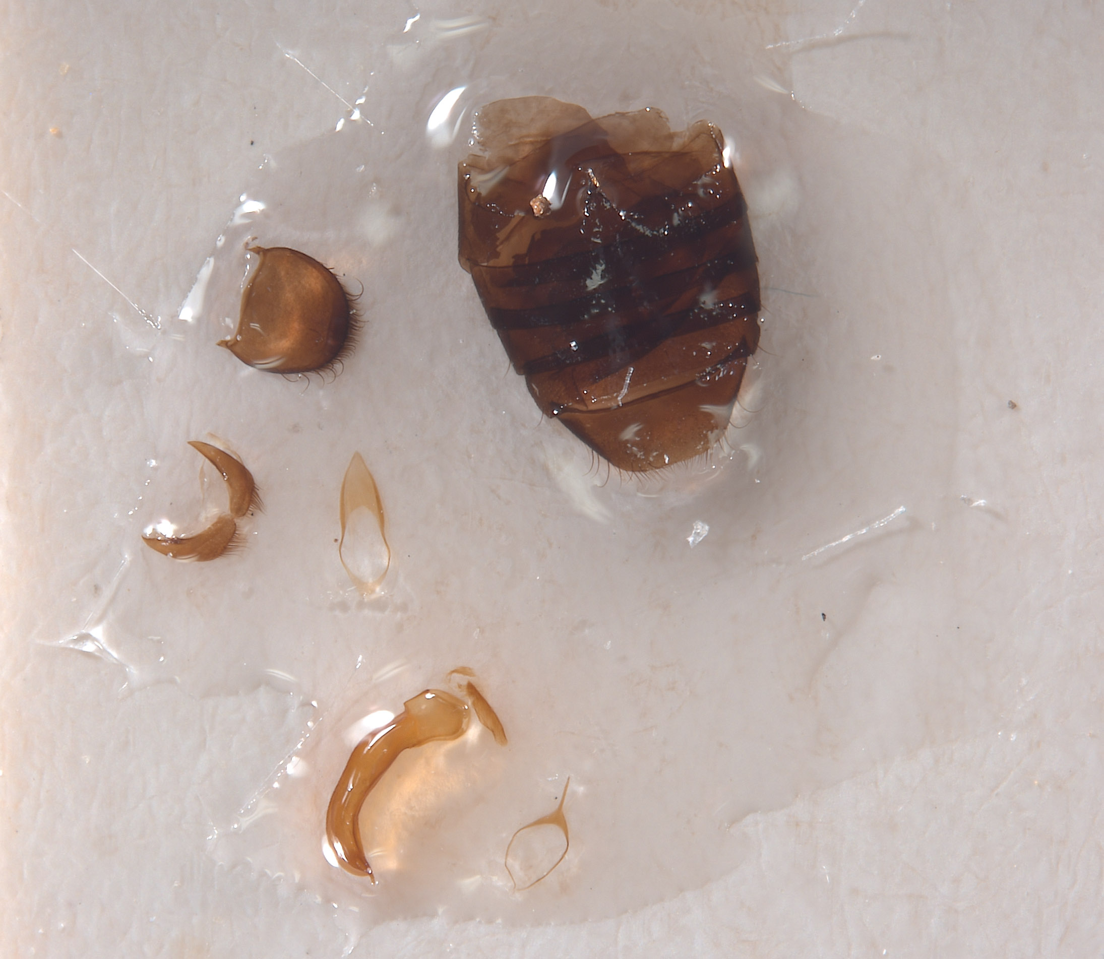 Eutricholistra punctata image