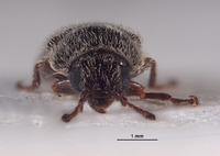 Eutricholistra punctata image