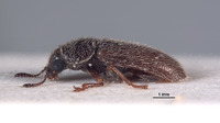 Eutricholistra punctata image