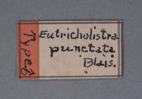 Eutricholistra punctata image