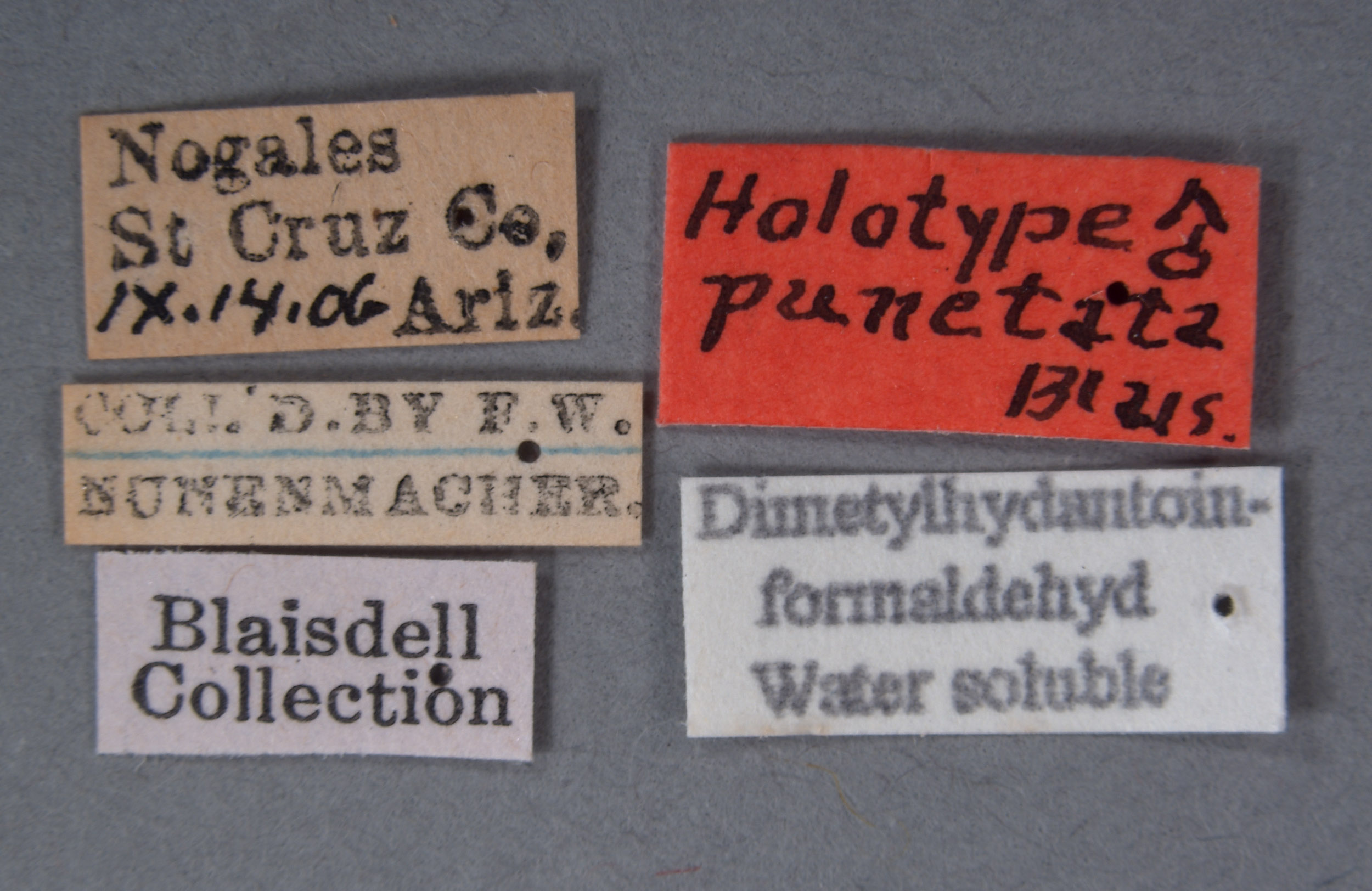 Eutricholistra image