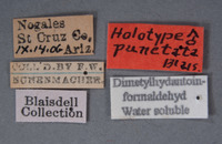 Eutricholistra punctata image