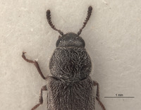 Eutricholistra punctata image