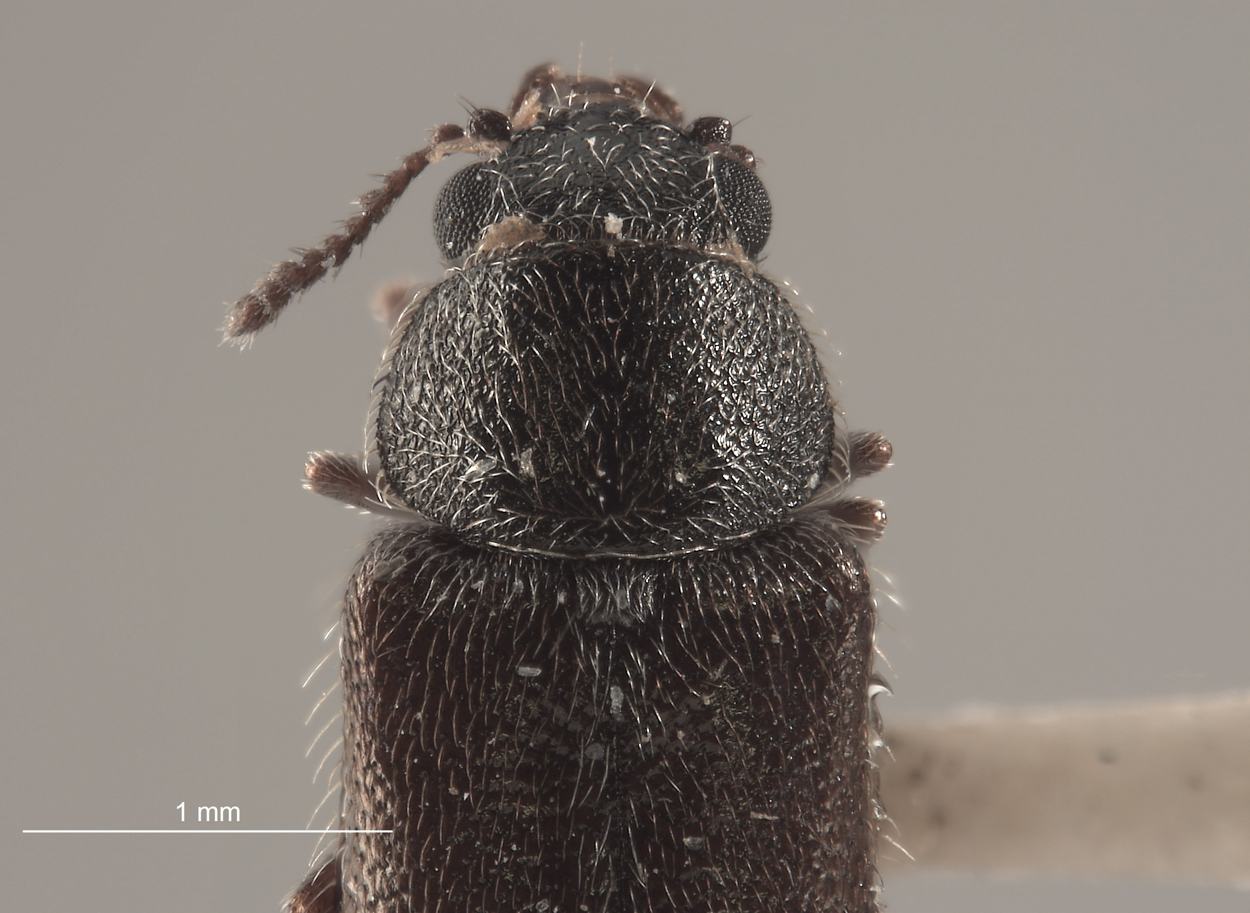 Trichochrous hesperius image